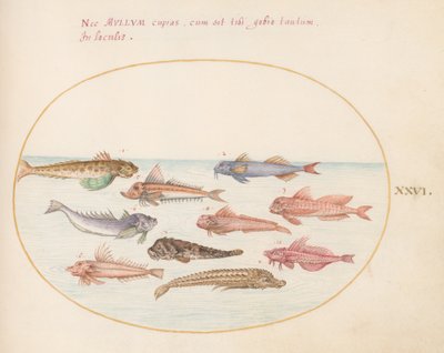 Tafel 26: Knurrhähne, Drachenköpfe und andere Fische von Joris Hoefnagel