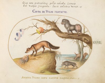Tafel 27: Ein Kreuzfuchs, eine Hyäne/Pavian, ein "Seewolf" und ein Gulon (Vielfraß?) von Joris Hoefnagel