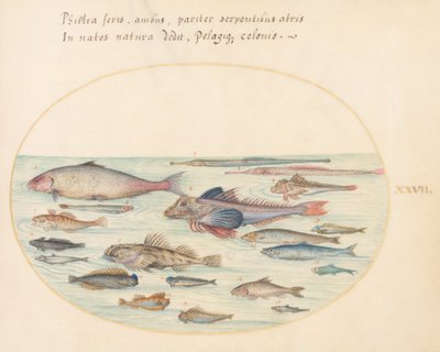 Tafel 27: Schleimfische, Skorpionfische und andere Fische von Joris Hoefnagel