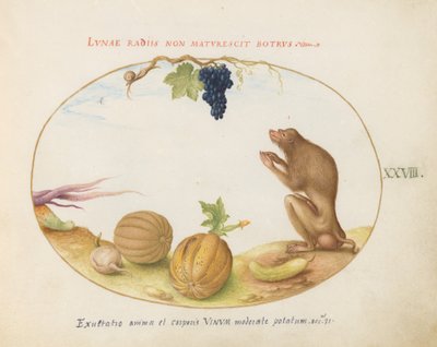 Tafel 28: Ein "Tartarine" (Berberaffe?) mit Frucht und einer Schnecke von Joris Hoefnagel