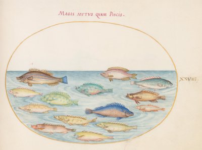 Tafel 28: Meerbrasse(?) und andere Fische von Joris Hoefnagel