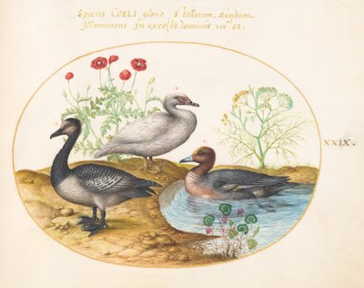 Tafel 29: Gänse mit Mohnblumen und einem Alpenveilchen von Joris Hoefnagel
