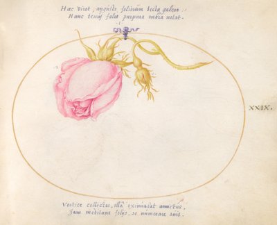 Tafel 29: Rosa Rose und Rosenknospe von Joris Hoefnagel