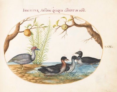 Tafel 30: Eine Moschusente(?), eine vierbeinige Ente und zwei andere Vögel von Joris Hoefnagel