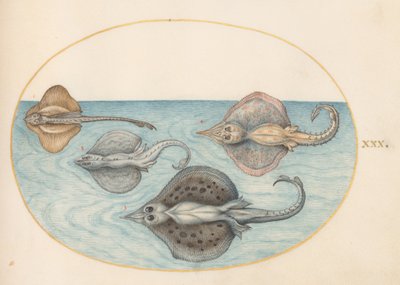  von Joris Hoefnagel