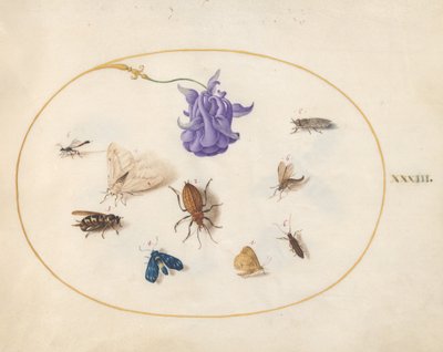 Tafel 33: Motte und Schmetterling mit anderen Insekten und einer Akeleiblume von Joris Hoefnagel
