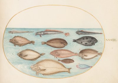 Tafel 33: Seezunge und andere Plattfische mit Bandfisch(?) von Joris Hoefnagel