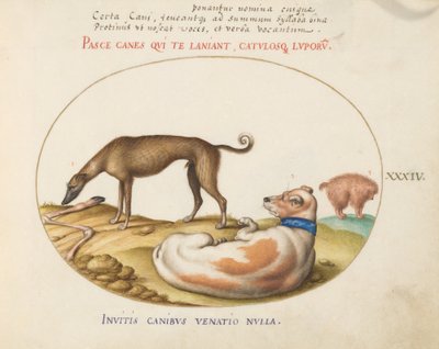 Tafel 34: Drei Hunde, darunter ein "Mimick" von Joris Hoefnagel