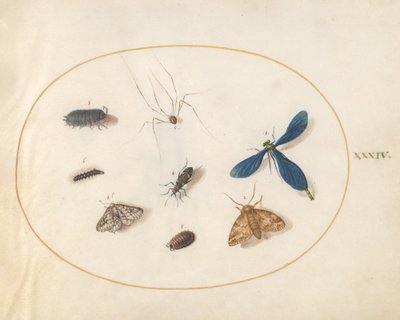 Tafel 34: Zwei Motten mit einer Spinne, einer Raupe und vier anderen Insekten von Joris Hoefnagel