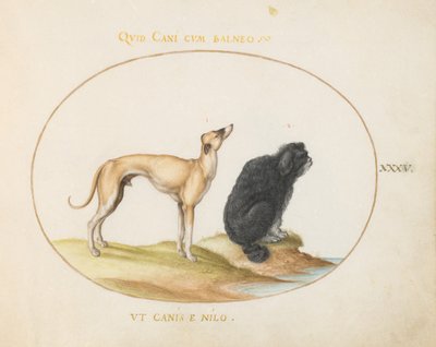 Tafel 35: Ein Jagdhund und ein Wasserspaniel von Joris Hoefnagel