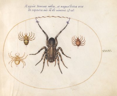 Tafel 35: Eine Wolfsspinne(?) und drei andere Spinnen von Joris Hoefnagel