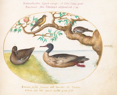 Tafel 35: Weibliche Krickente, Rothalstaucher (?), Spatz und Grünfink (?) von Joris Hoefnagel