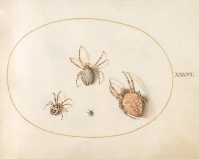 Tafel 36: Drei große Spinnen und eine kleine Spinne von Joris Hoefnagel