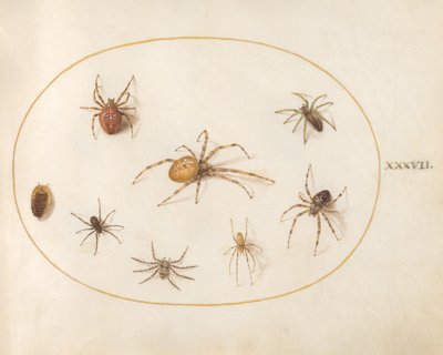 Tafel 37: Sieben Spinnen und ein Insekt von Joris Hoefnagel
