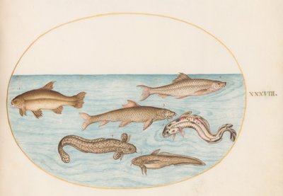 Teller 38: Quappe, Rotbarsch und andere Fische von Joris Hoefnagel