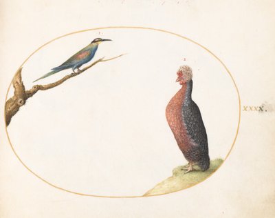 Tafel 40: Europäischer Bienenfresser und exotisches Huhn von Joris Hoefnagel
