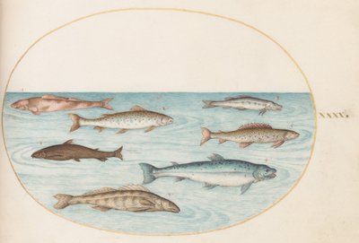 Tafel 40: Lachs, Forelle und Süßwasserfisch(?) von Joris Hoefnagel