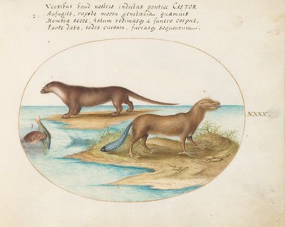 Tafel 40: Zwei Otter und ein Biber von Joris Hoefnagel
