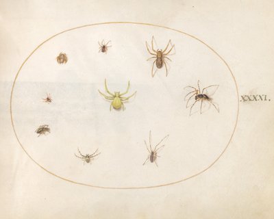 Tafel 41: Gelbe Spinne umgeben von acht Spinnen von Joris Hoefnagel