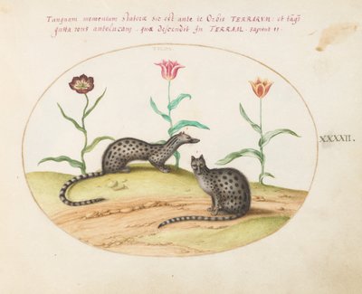 Teller 42: Zwei Ginsterkatzen mit Tulpen von Joris Hoefnagel