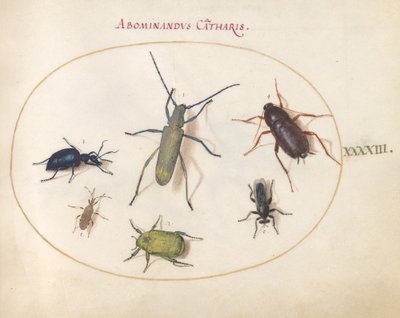 Tafel 43: Ein Goldblühender Grauer Langhornkäfer (?), Rainkäfer (?), Kakerlake, Blattfußwanze und andere Insekten von Joris Hoefnagel