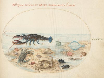 Tafel 44: Hummer, zwei Krabben, Jakobsmuscheln und anderes Meeresleben von Joris Hoefnagel