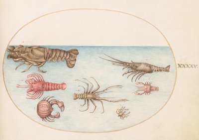 Tafel 45: Hummer, Squilla Mantis und andere Krustentiere von Joris Hoefnagel