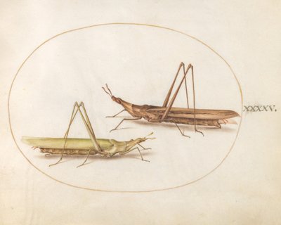 Tafel 45: Zwei Langkopf-Heuschrecken(?) von Joris Hoefnagel