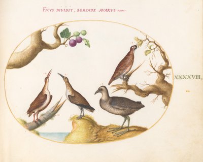 Teller 48: Auerhahn, Ralle und Brachvogel mit Haselnüssen und Feigen von Joris Hoefnagel