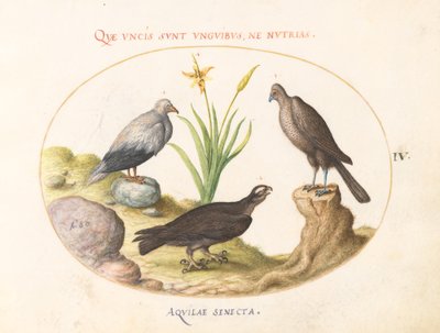 Tafel 4: Ein ägyptischer Geier, ein nördlicher Habicht(?) und ein "Aquila Heteropode" (Kurzzehenadler?) von Joris Hoefnagel