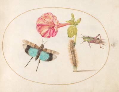 Tafel 51: Heuschrecken und eine Raupe mit einer Vier-Uhr-Blume von Joris Hoefnagel