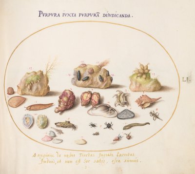 Tafel 51: Murex-Weichtiere, Muscheln, Einsiedlerkrebse, eine Schnecke, Insekten und anderes Meeresleben von Joris Hoefnagel