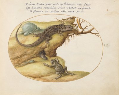 Tafel 51: Zwei Sand-Eidechsen, ein Gemeiner Petersilienfrosch(?) und eine Raupe von Joris Hoefnagel