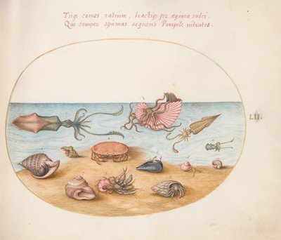 Ein Argonaut, Tintenfisch, Einsiedlerkrebse, Muscheln und ein Krebs (Tafel 52) von Joris Hoefnagel
