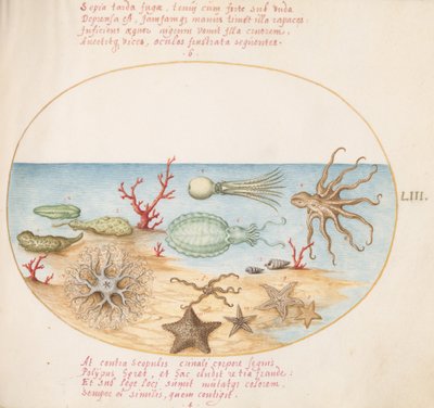 Tafel 53: Seegurken, Korallen, Oktopus, Seesterne, Tintenfisch und andere Meereskreaturen von Joris Hoefnagel