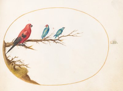 Tafel 53: Drei bunt gefärbte Vögel, darunter ein Brasilianischer Tangare(?) von Joris Hoefnagel
