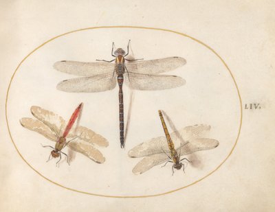 Tafel 54: Haarige Libelle und zwei Heidelibellen von Joris Hoefnagel