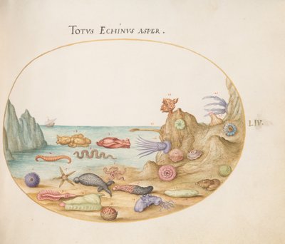 Tafel 54: Seegurken, Seeigel, Seesterne, eine Seewalze, ein „Seehasen“ und andere Meereslebewesen von Joris Hoefnagel