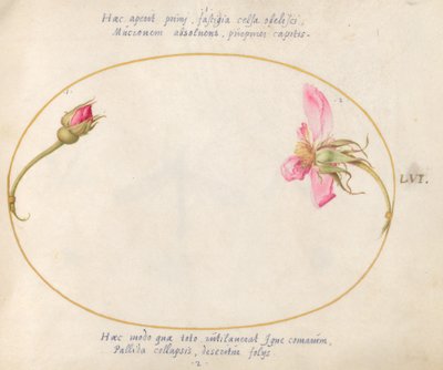 Tafel 56: Eine Rosenknospe und eine zerfallende rosa Rose von Joris Hoefnagel