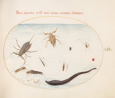 Tafel 56: Wasserskorpion, Wasserläufer, Teichläufer, rote Wassermilbe, Blutegel(?) und andere Wasserinsekten von Joris Hoefnagel