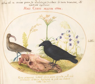Tafel 59: Brachvogel und Krähe mit Pferdeschädel von Joris Hoefnagel