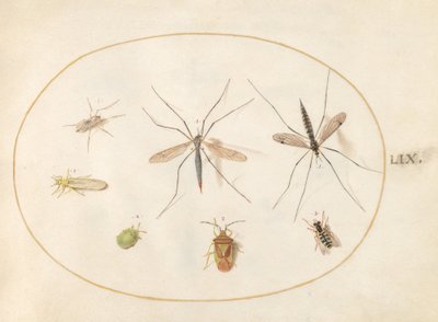 Tafel 59: Sieben Insekten, darunter eine Weißdornwanze, Schnaken und eine Schwebfliege von Joris Hoefnagel