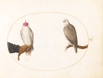 Tafel 5: Ein verhüllter Falke und sein wildes Gegenstück von Joris Hoefnagel