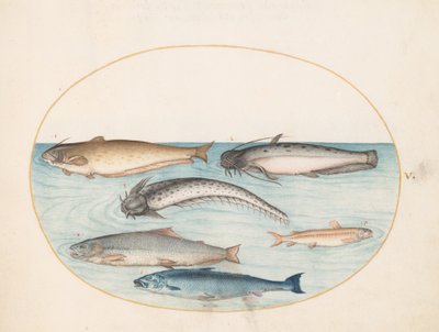 Tafel 5: Drei Welse, ein Lachs und zwei andere Fische von Joris Hoefnagel