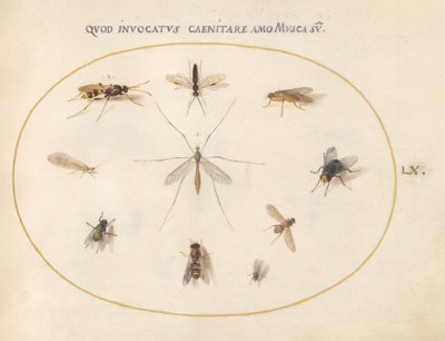 Tafel 60: Fliegen und andere Insekten, ca. 1575/80 von Joris Hoefnagel