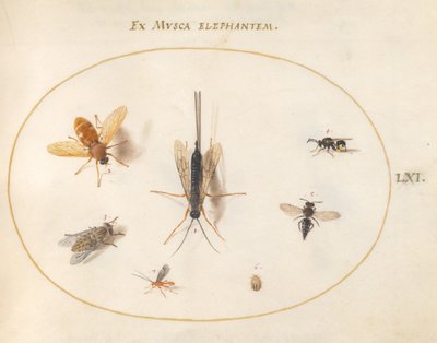Tafel 61: Sieben Insekten, darunter Fliegen von Joris Hoefnagel