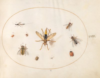 Tafel 62: Zehn Insekten von Joris Hoefnagel