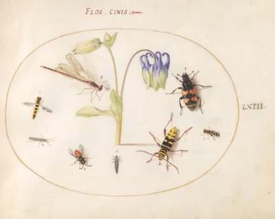 Tafel 63: Eine Libelle, ein gefleckter Langhornkäfer, ein Totengräberkäfer und andere Insekten mit einer blau-weißen Akelei von Joris Hoefnagel