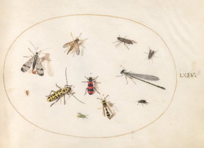 Tafel 64: Elf Insekten, darunter eine Libelle und ein Langhornkäfer von Joris Hoefnagel