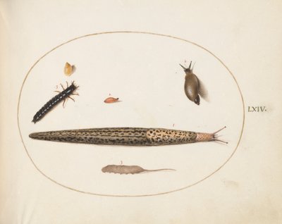 Tafel 64: Leopardschnecke, Laufkäferlarve, eine Rattenschwanzlarve und andere Kreaturen von Joris Hoefnagel